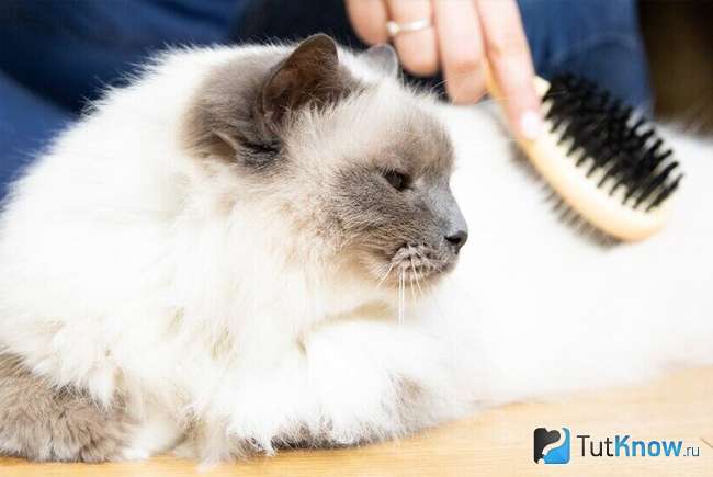 Как часто вычесывать кошку