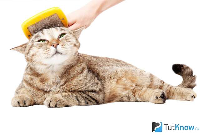 Шотландская кошка как вычесывать шерсть