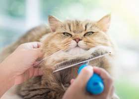 Как вычесывать кошку