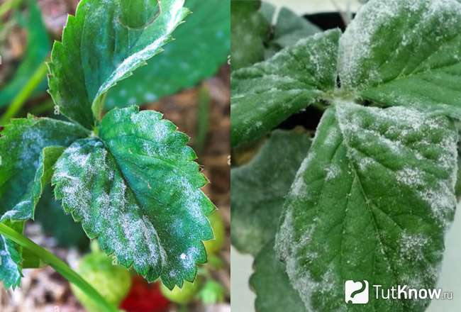 Мучнистая роса на листьев клубники Powdery Mildew