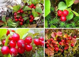 Красника или вакциниум превосходный – ягода горно-таежных лесов