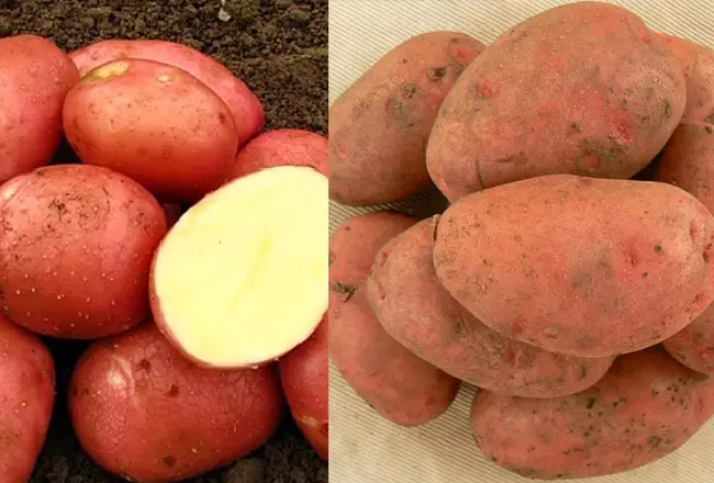 Картофель беллароза и розара для бабки по-белорусски