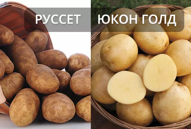 Лучшие сорта картофеля для запекания Руссет и Юкон Голд