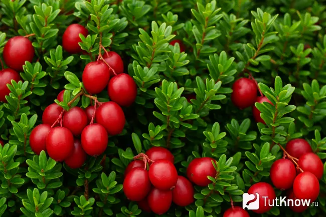 Крупноплодная клюква среди ярко-зелёной листвы