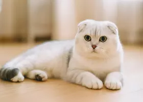 Как ухаживать за шотландской вислоухой кошкой