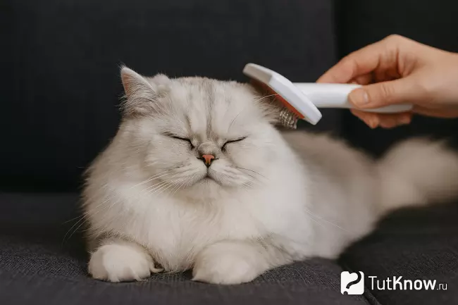 Белая персидская кошка, её расчесывают на диване