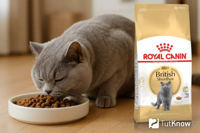 Британская короткошёрстная кошка ест корм Royal Canin British Shorthair