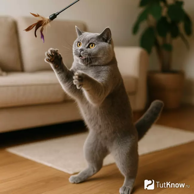 Британская короткошёрстная кошка активно играет с удочкой-игрушкой