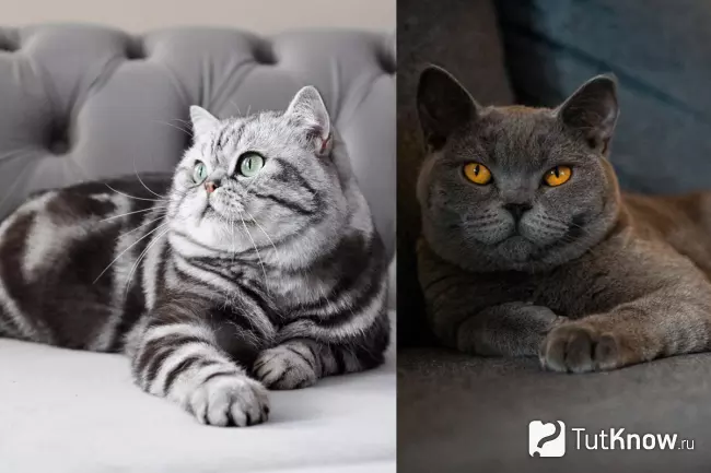 Британская короткошёрстная кошка серебристого табби и синего окраса лежит на диване