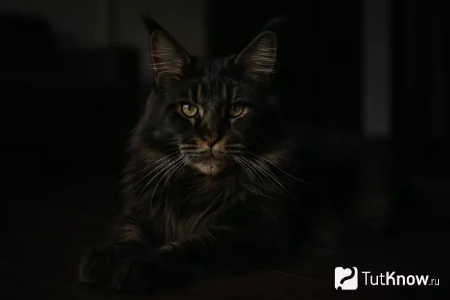 Темный мейн-кун лежит на полу