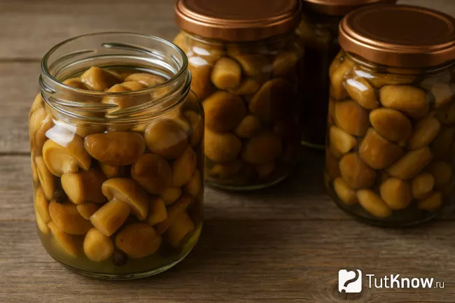 Горячий засол маслят в банках