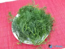 Свежий укроп для сушения на противне