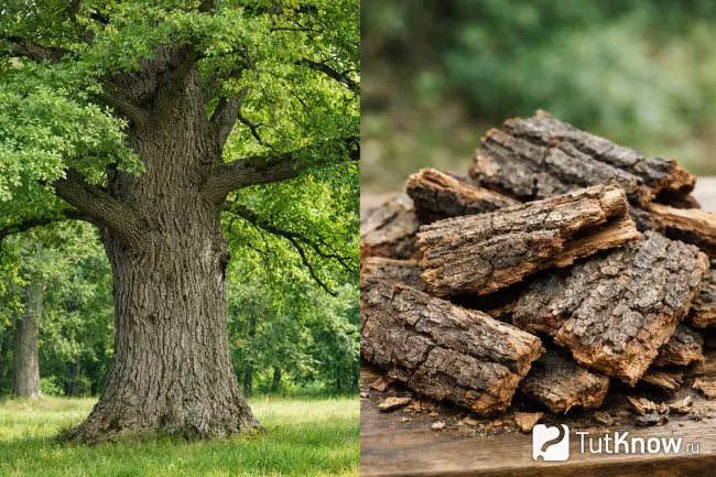 Дуб и высушенная кора