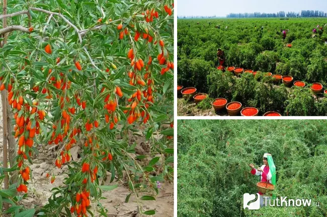 Сбор ягод годжи на плантации