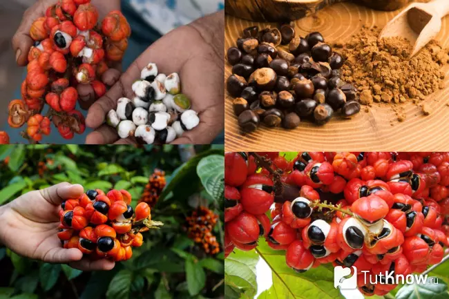 Плоды гуараны и семена растения для похудения