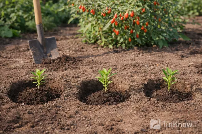 Посадка саженцев дерезы в подготовленные лунки