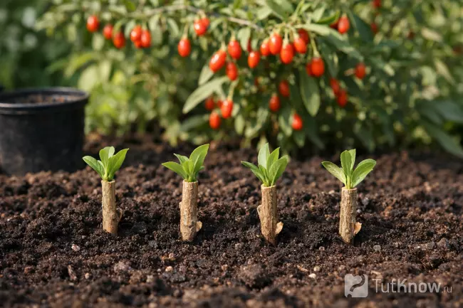 Размножение годжи черенками в саду