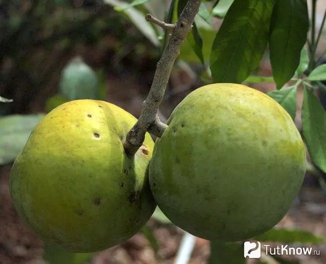 Мексиканское яблоко - белая сапота