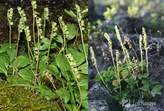 Боровая матка в естественной среде произрастания