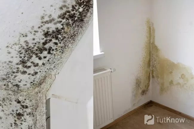Конденсат и плесень в углах стены