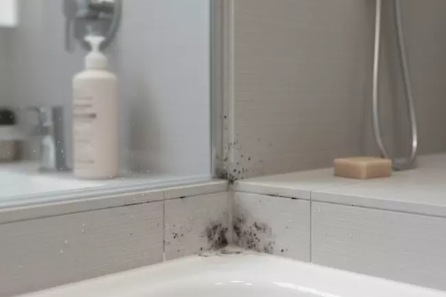 Удаление плесени в ванной: типичные места