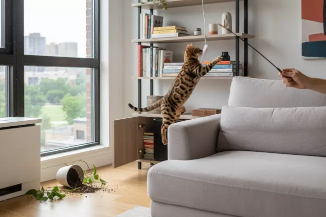 Характер и активность бенгальской кошки, содержание