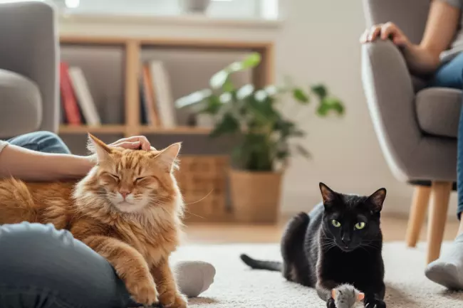 Почему кошка не любит сидеть на руках