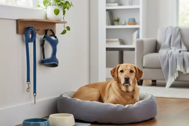 Базовый домашний уход за собакой