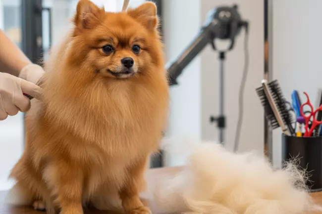 Уход за шерстью и питанием шпица