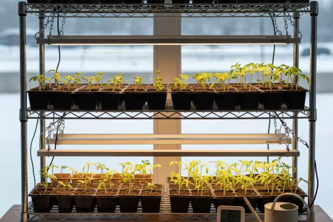 Посев на рассаду в феврале и марте