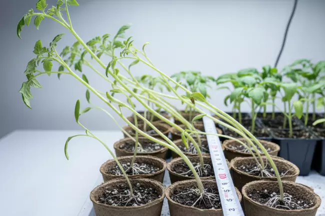 Причины вытягивания рассады и способы исправления