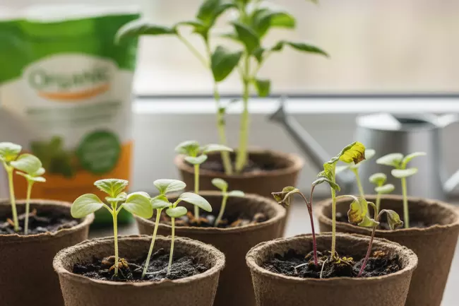 Подкормка рассады для крепкого роста