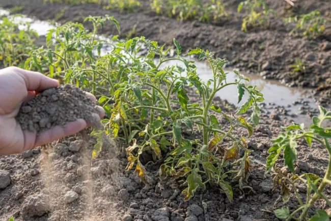 Улучшение бедной почвы весной перед посадками
