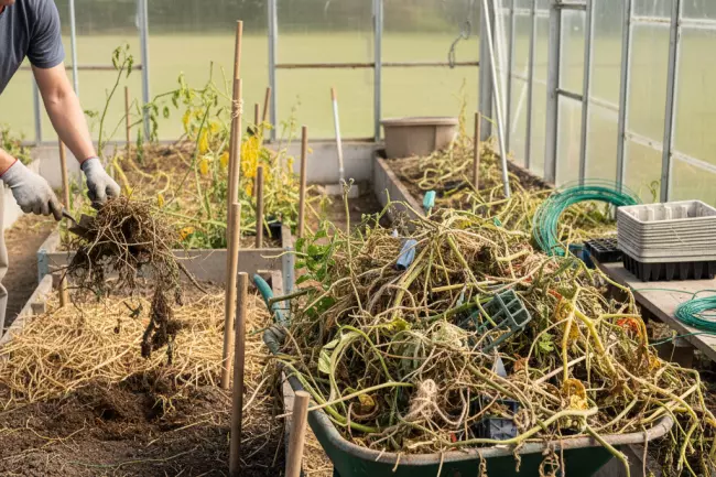 Очистка и дезинфекция теплицы перед сезоном