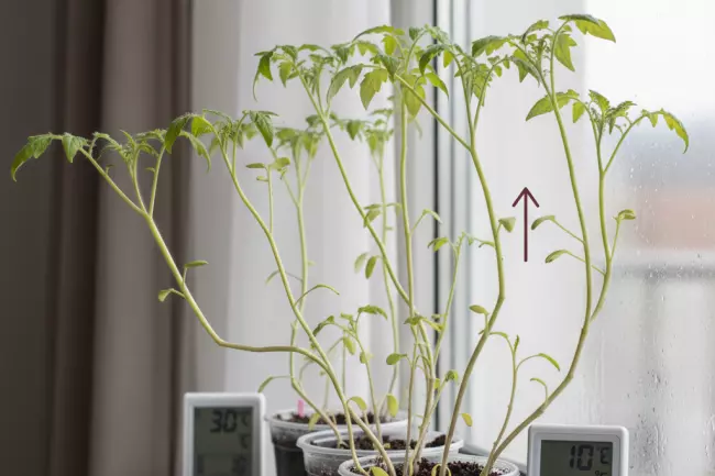 Ошибки температурного режима рассады после всходов