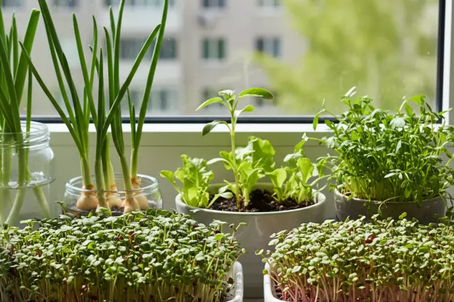 Быстрорастущие овощи и зелень для подоконника весной