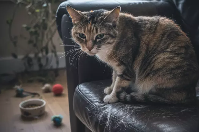 Круглогодичная линька кошки: стресс, здоровье, кожа