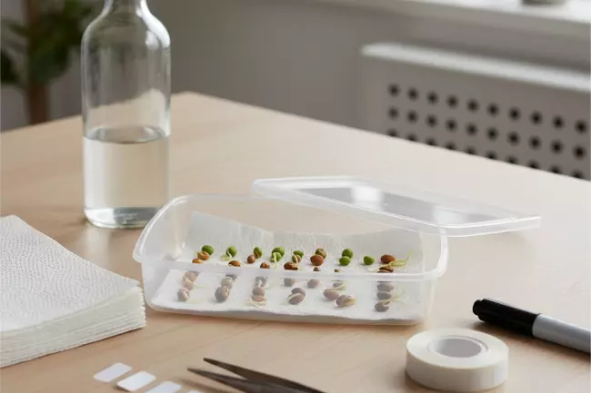 Проращивание семян в домашних условиях, подготовка к посадке