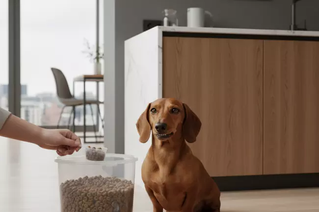 Питание таксы в квартире: контроль порций