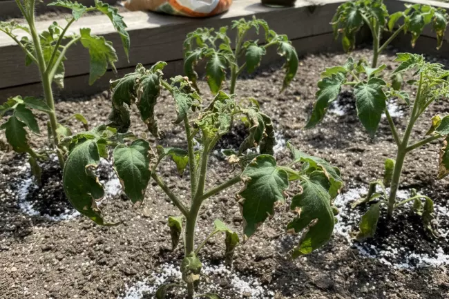 Ошибки весенних подкормок: ожоги растений удобрениями