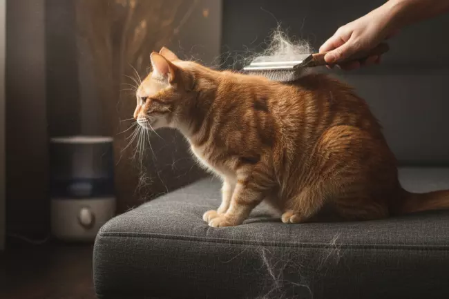 Ошибки ухода за короткошёрстными кошками и линька