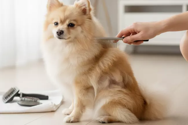 Ошибки ухода и питания шпица для шерсти