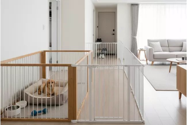 Профилактика порчи вещей собакой дома