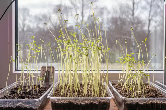 Посев на рассаду в феврале и марте