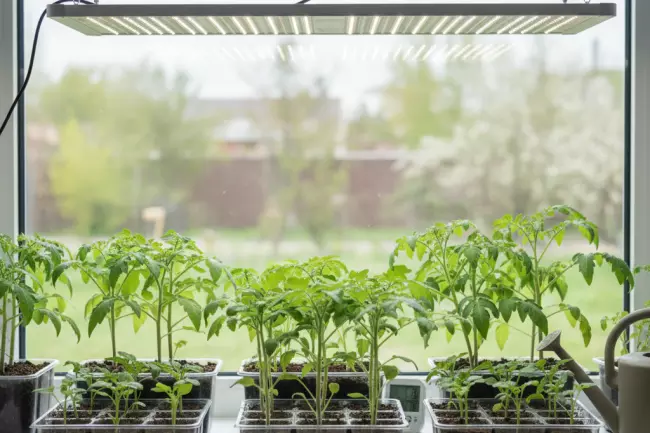Контроль света, температуры и полива рассады