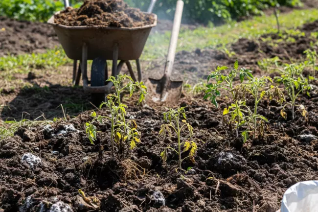 Ошибки восстановления бедной почвы весной