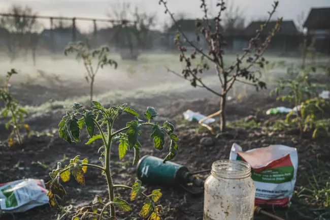 Ошибки весенней обработки огорода от вредителей и болезней
