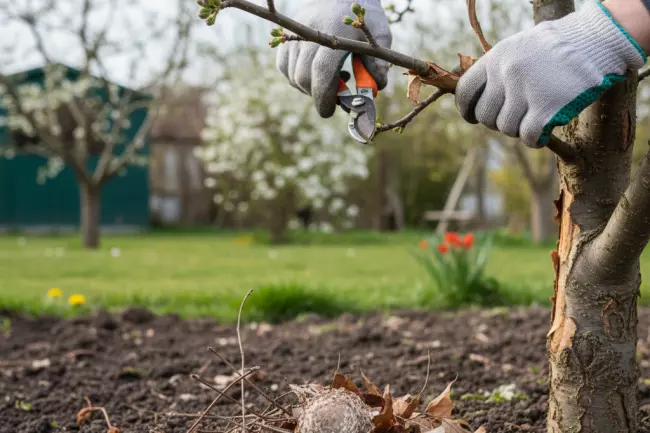 Весенняя обработка сада по фазам почек