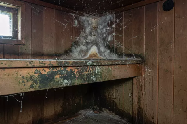 Причины грибка в бане и методы борьбы