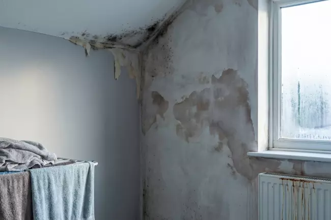 Признаки неправильной пароизоляции и конденсата в стенах